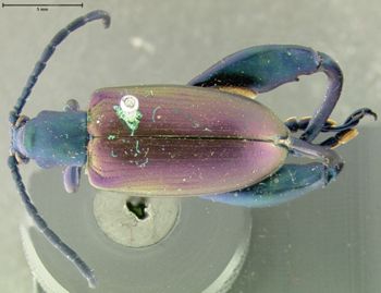 Media type: image; Entomology 18518   Aspect: habitus dorsal view